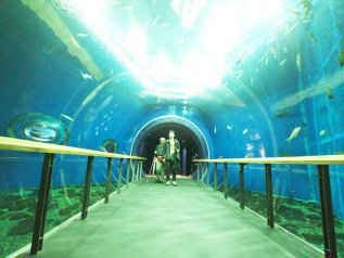 琵琶湖水族館の水槽トンネルの写真