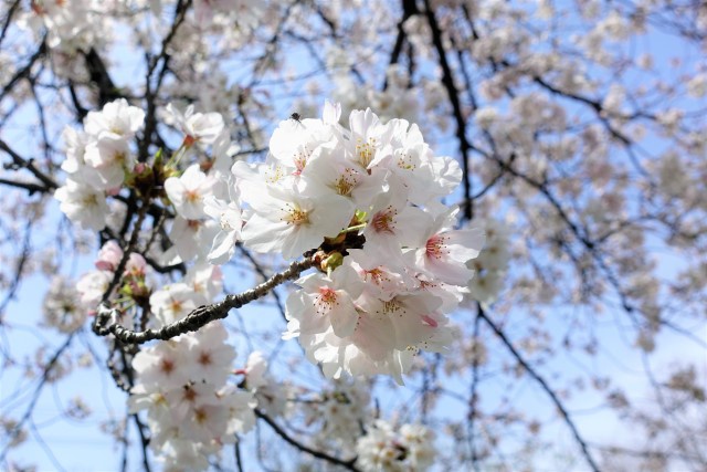 美しく咲いている桜の写真です