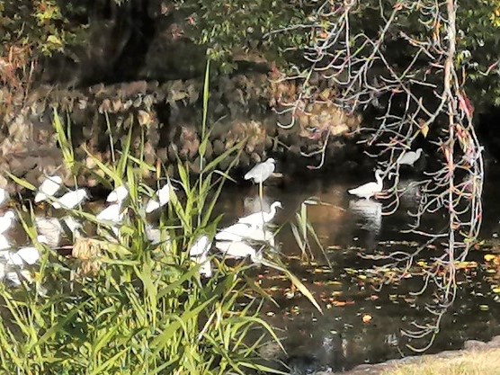 20羽以上の白鷺が川の中で、一斉に餌を探している写真