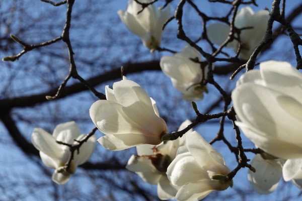 青空を背景に白い木蓮の花が咲いている写真