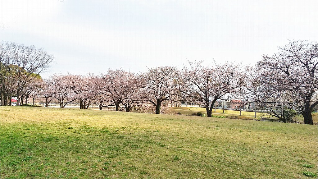 港ワークキャンパス近くの公園の桜の写真その2