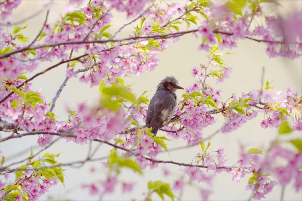 桜の咲いている枝にひよどりが一羽とまっている写真