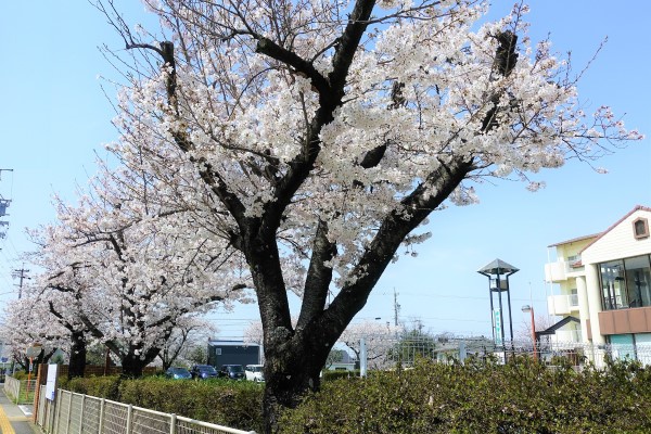 桜並木越しにマザー園の建物が写っている写真