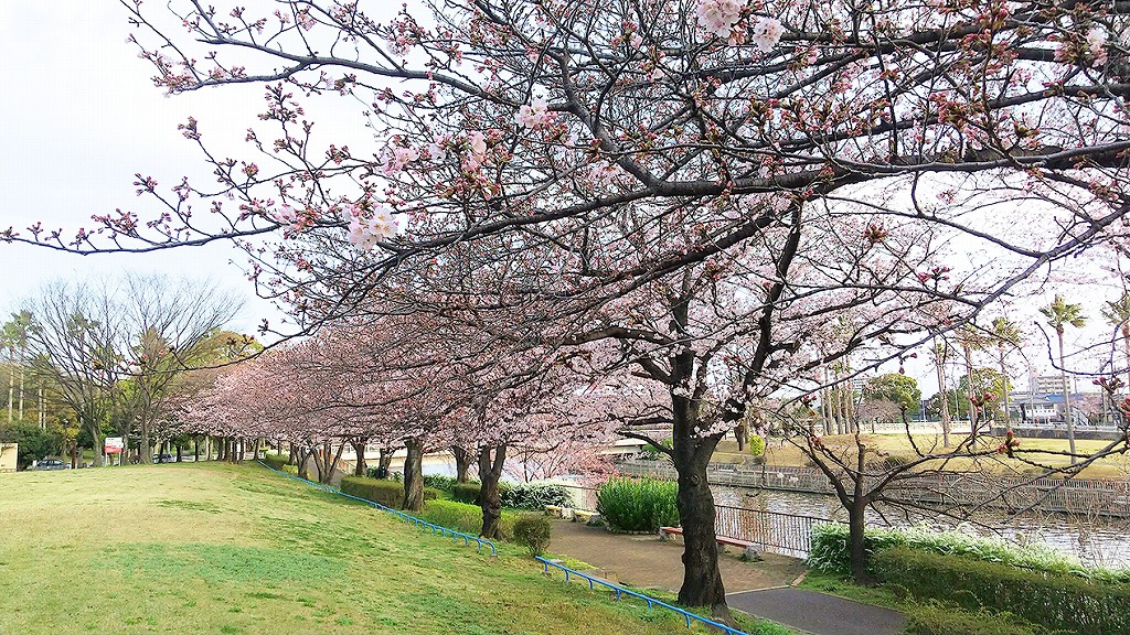 港ワークキャンパス近くの公園の桜の写真その1