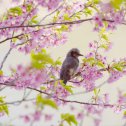 桜の咲いている枝にひよどりが一羽とまっている写真
